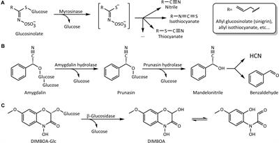 Plant Defensive β-Glucosidases Resist Digestion and Sustain Activity in the Gut of a Lepidopteran Herbivore